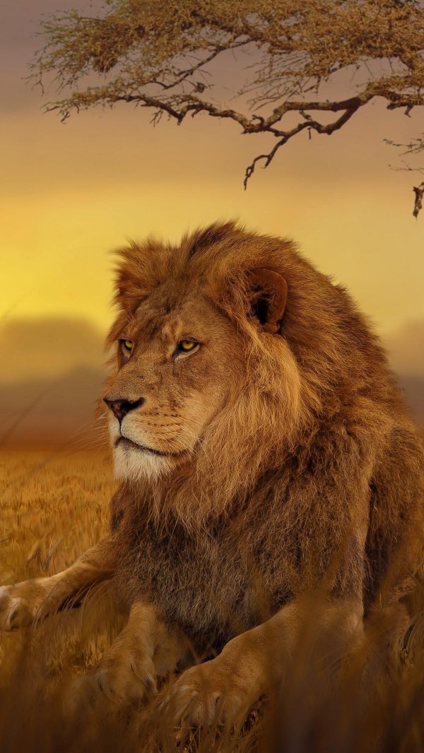 красивые львы