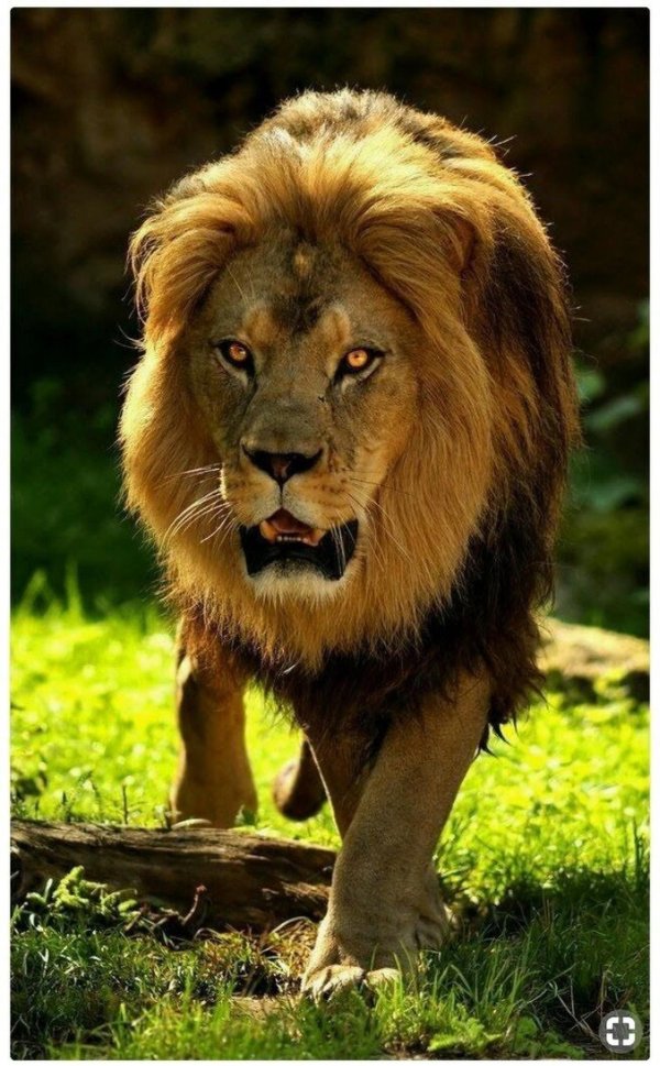 хищные животные лев