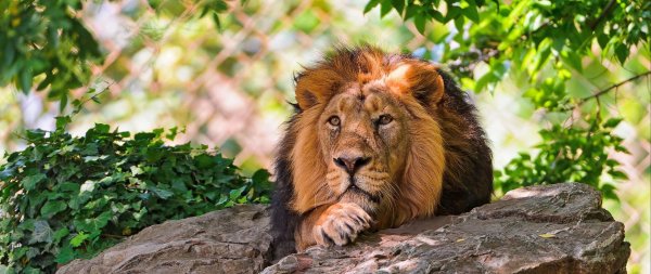 красивые львы