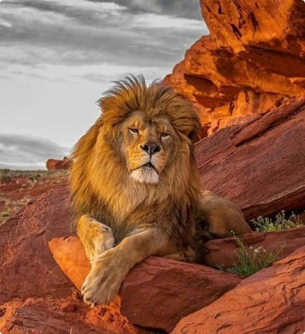 красивые львы