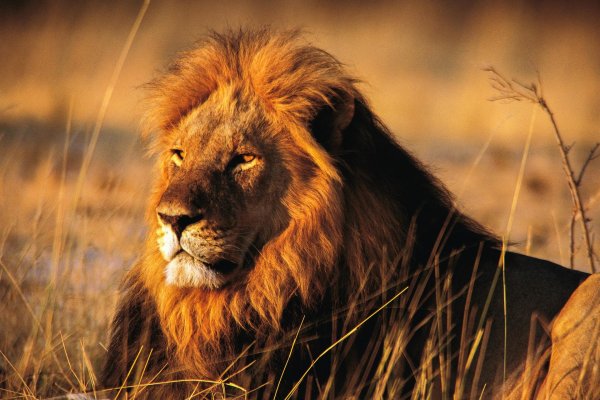 африка лев