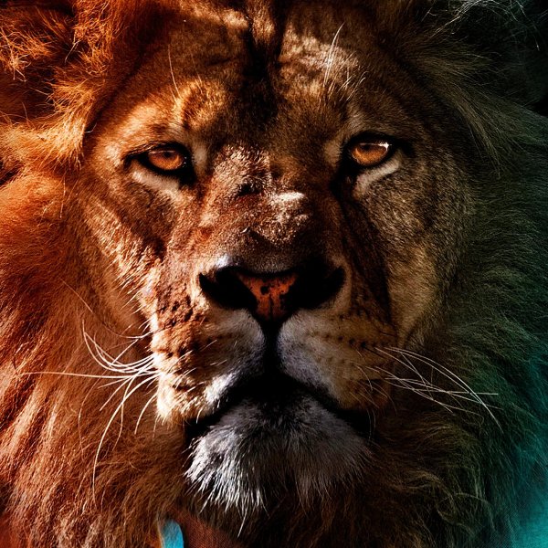 фотографии льва