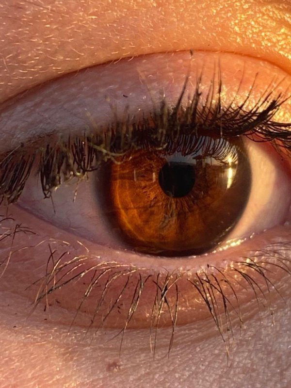 янтарные цвет глаз