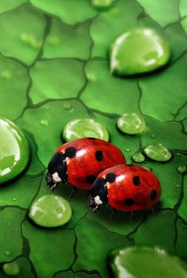 божие коровки