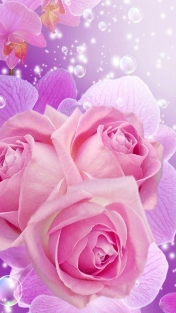 розовая роза