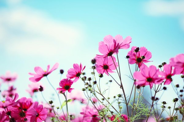 cosmos flower