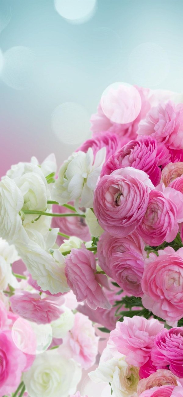 ранункулюс пикоти розовый