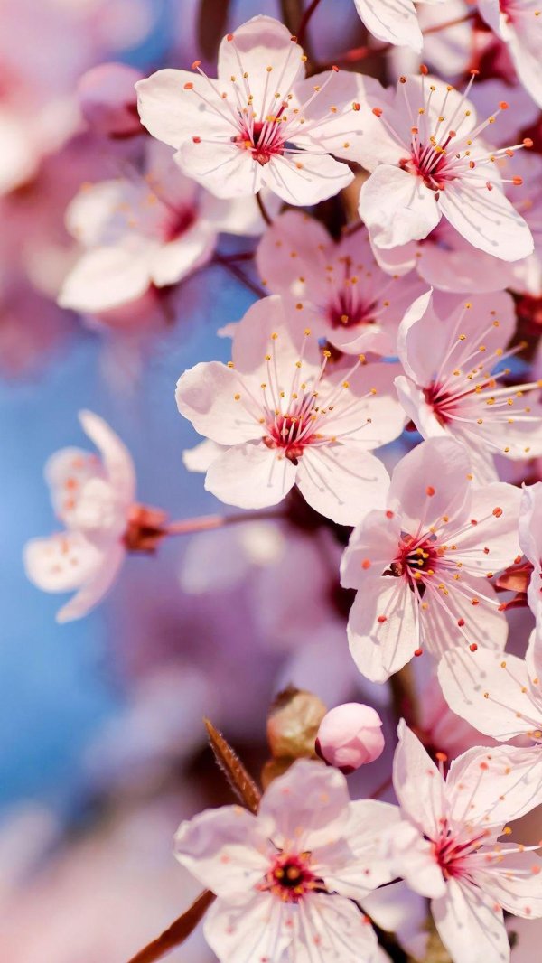 цветущие вишни