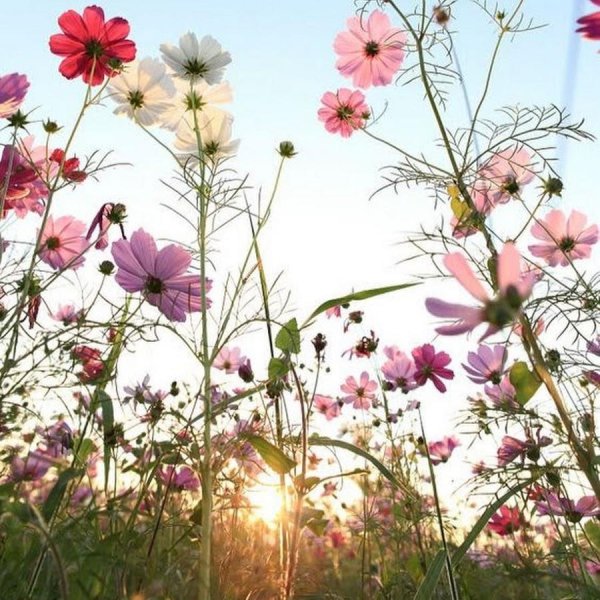 космея поле