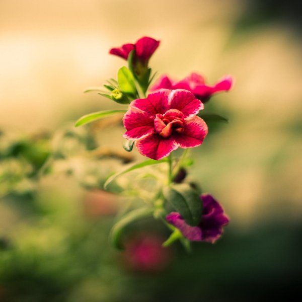 калибрахоа ампельная