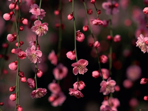 сакура цветки