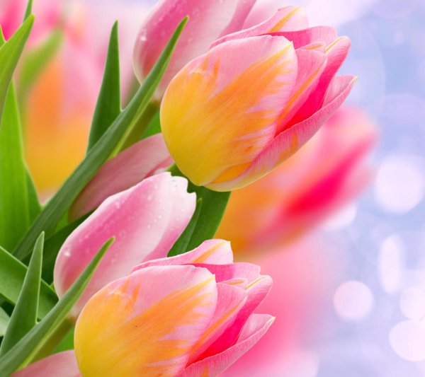 нежные тюльпаны