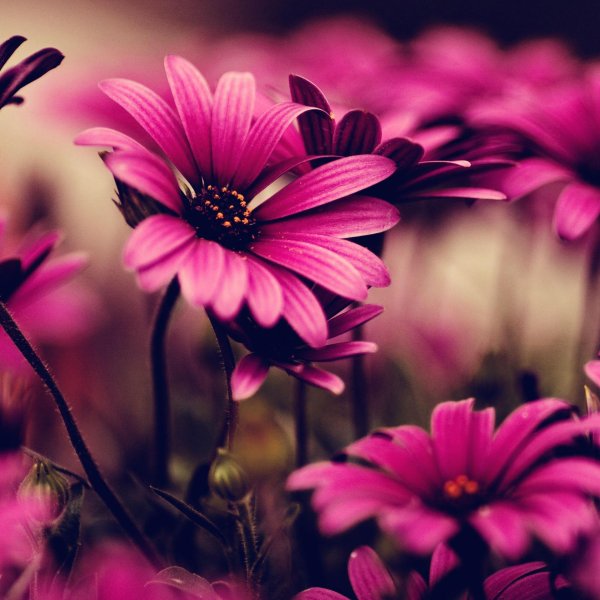 красивые цветочки