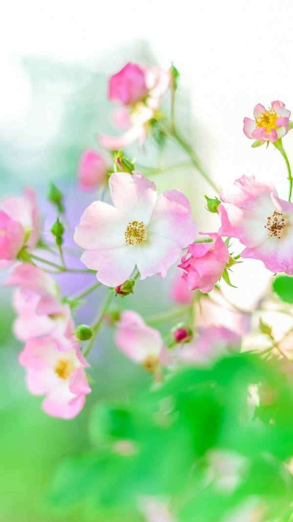 шиповник rosa canina