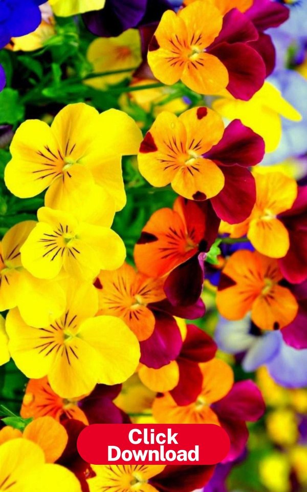 анютины глазки