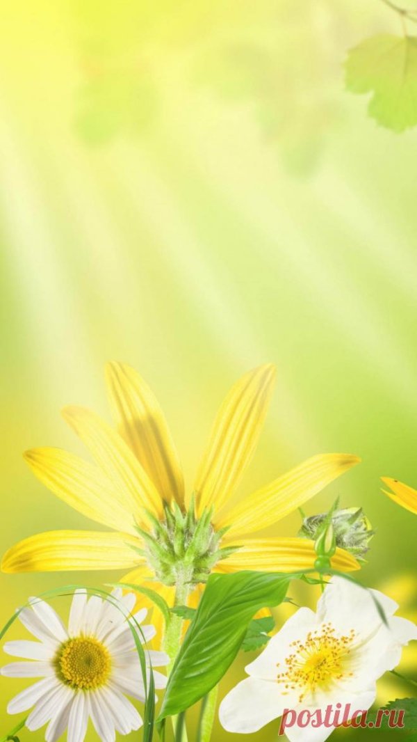 летние фоны