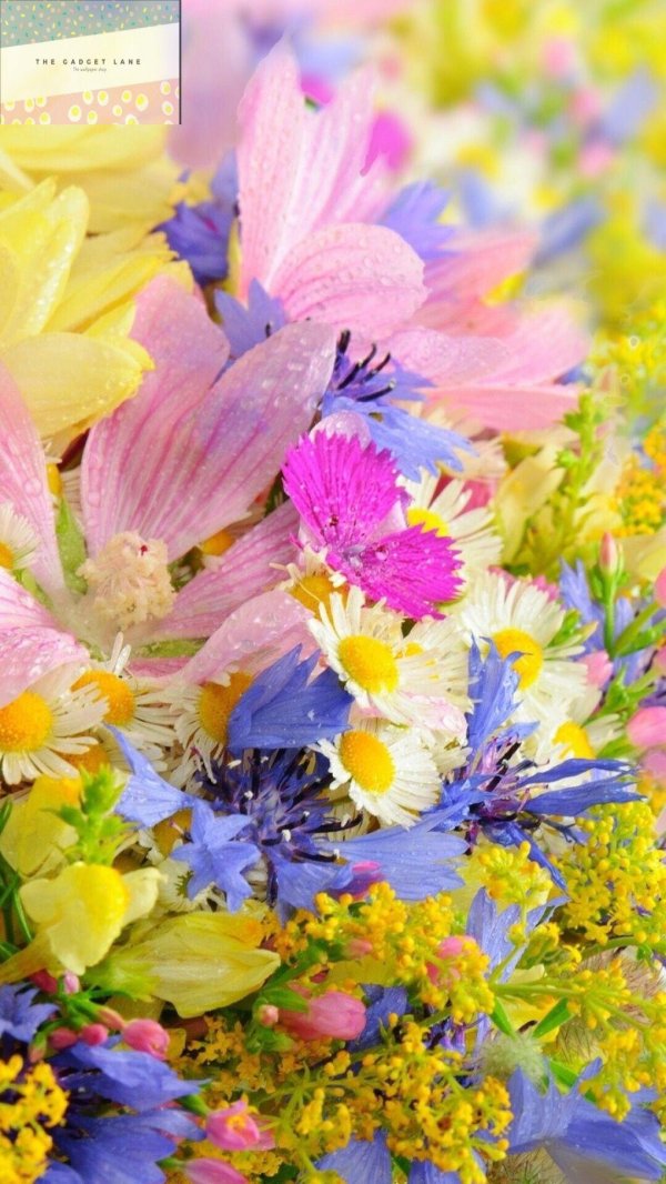 летние цветы