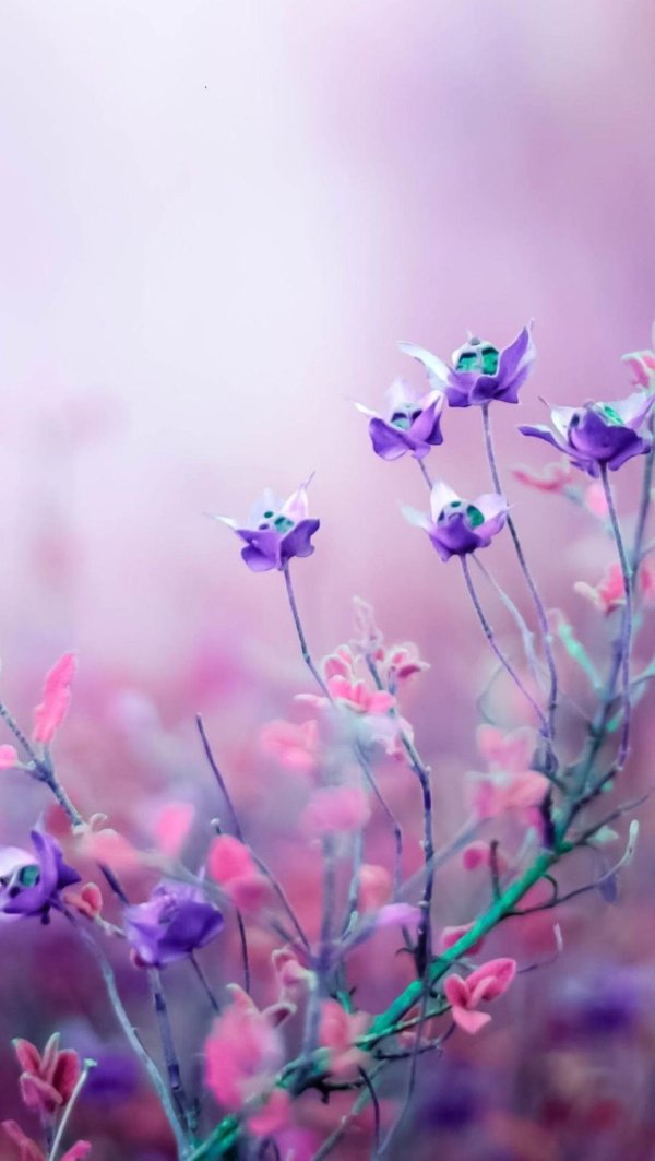 цветочки нежные