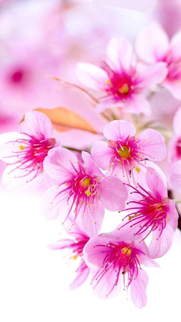 цветочные фоны