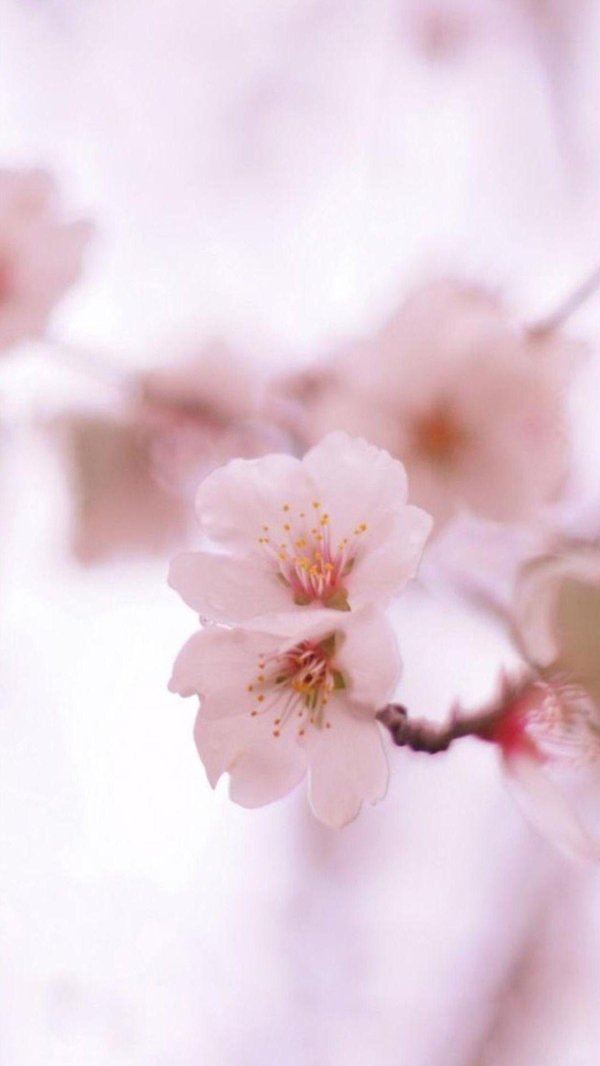 фон цветочный нежный