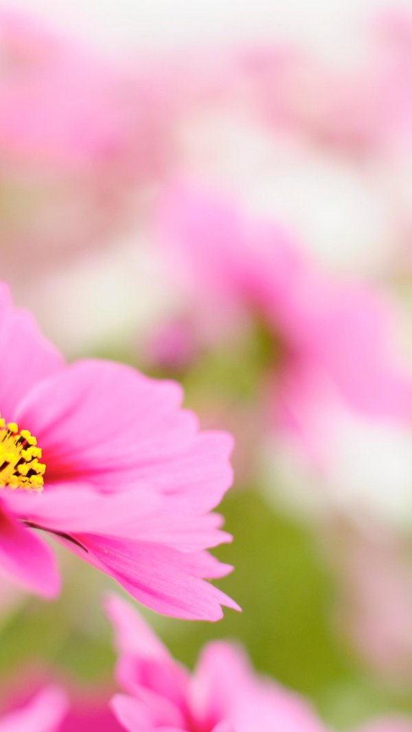 cosmos flower