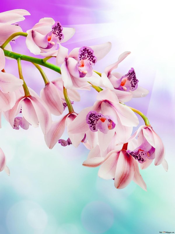 скинали орхидеи