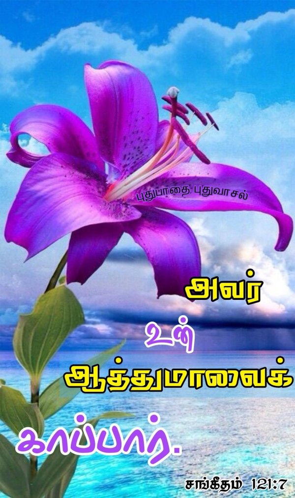 лилии фиолетовые