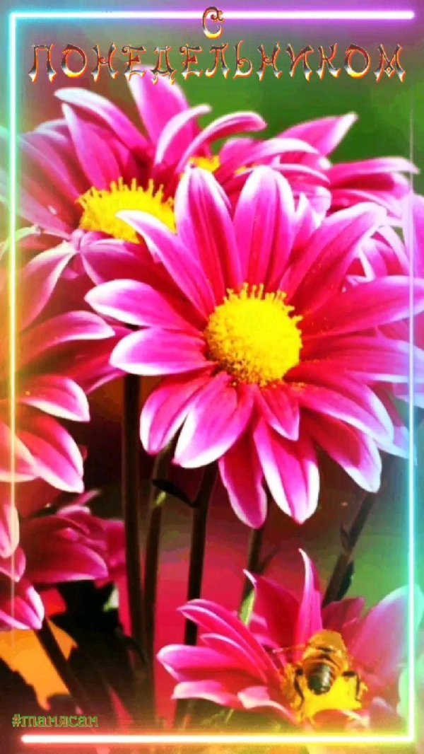 красивые цветочки