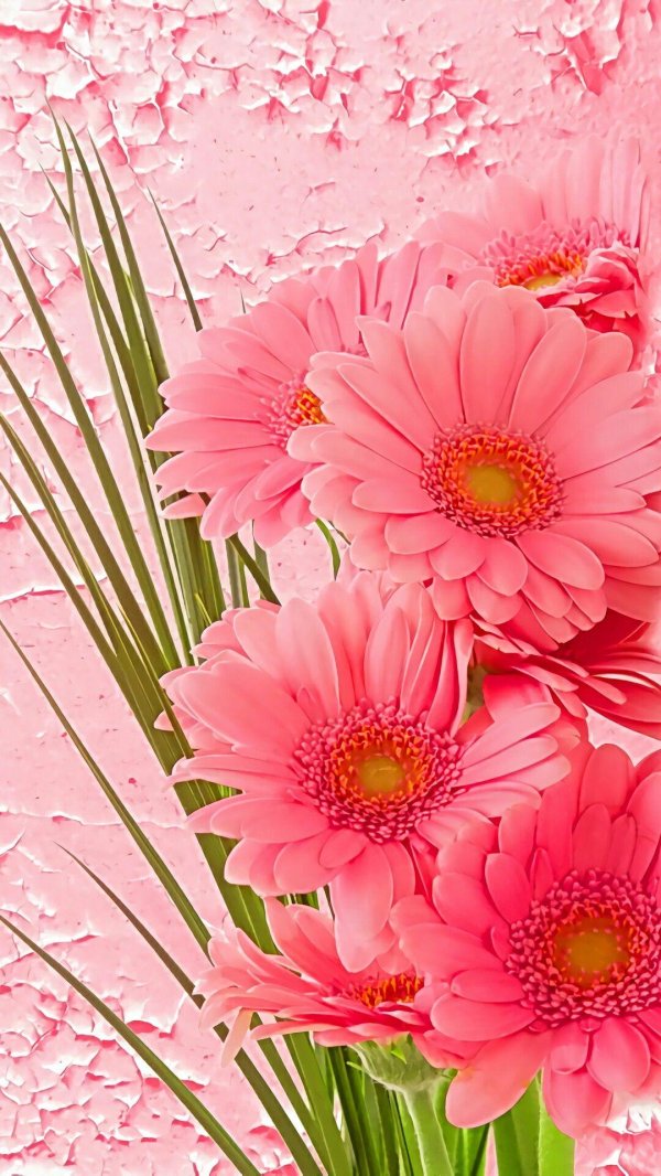 гербера эллианс