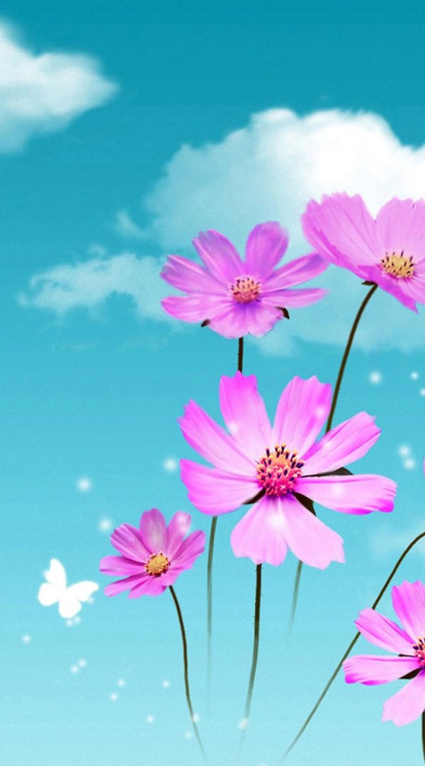 цветок космеи