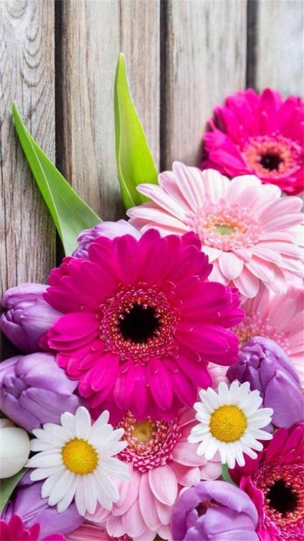 цветок гербер