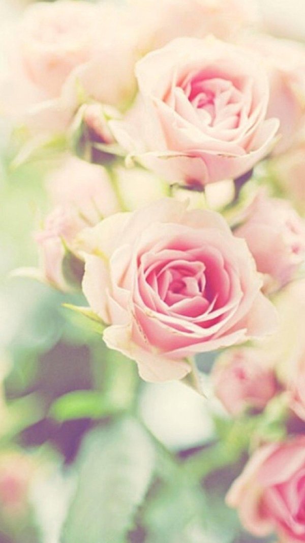 нежно розовая роза