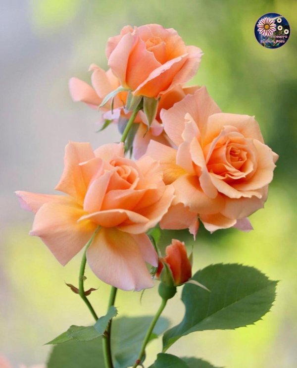 оранжевая роза