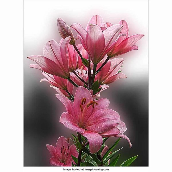 лилия фловер пинк