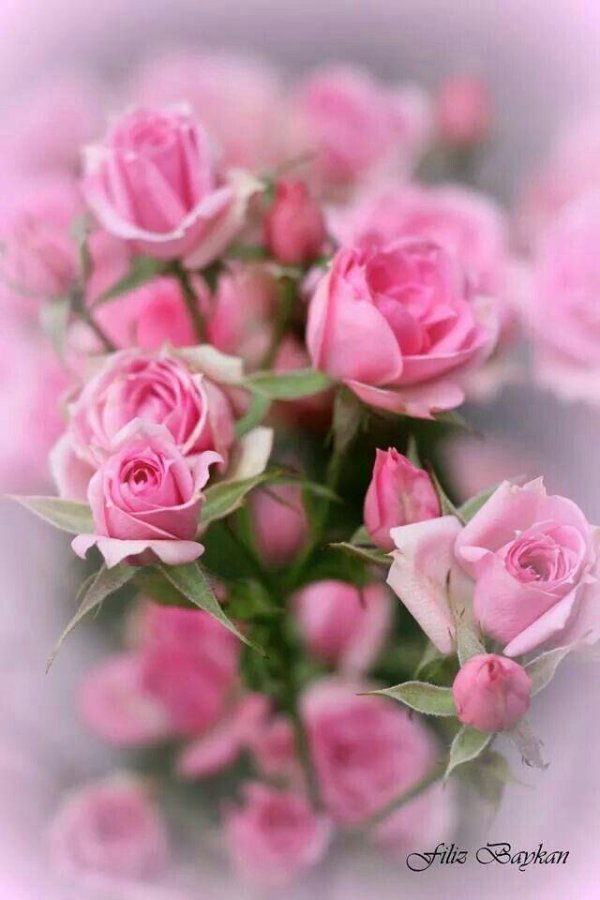 С цветами вертикальные