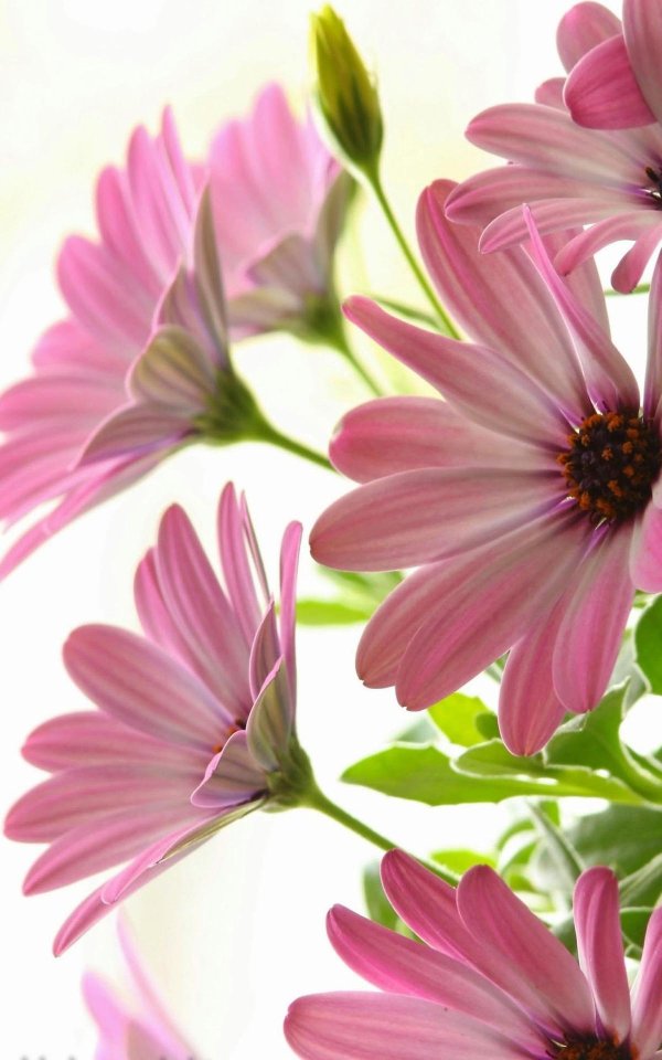 остеоспермум osticade pink