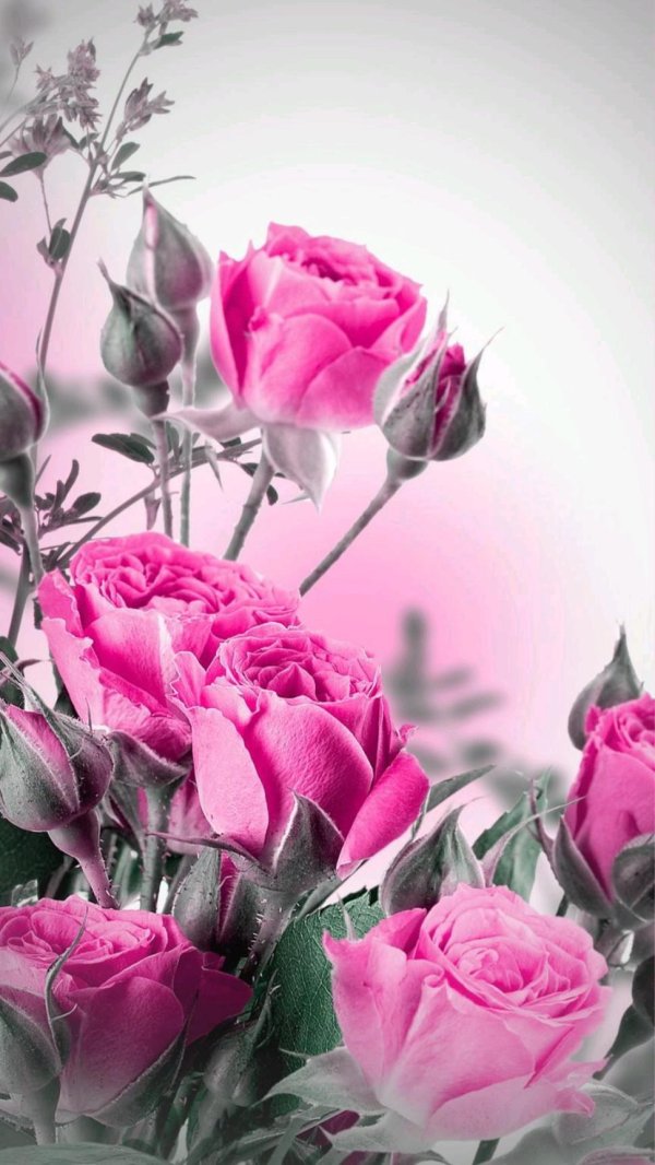 роза открытка