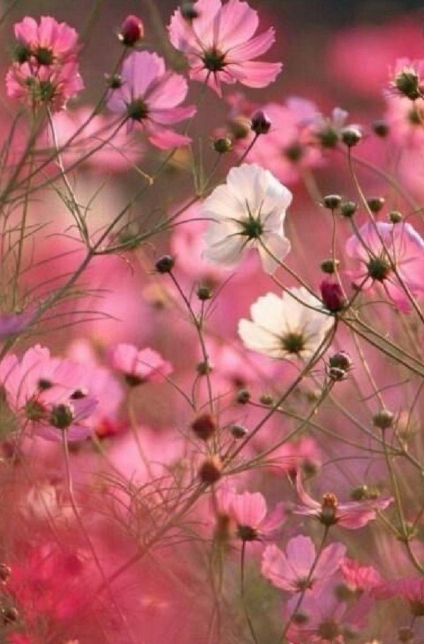 розовые цветы