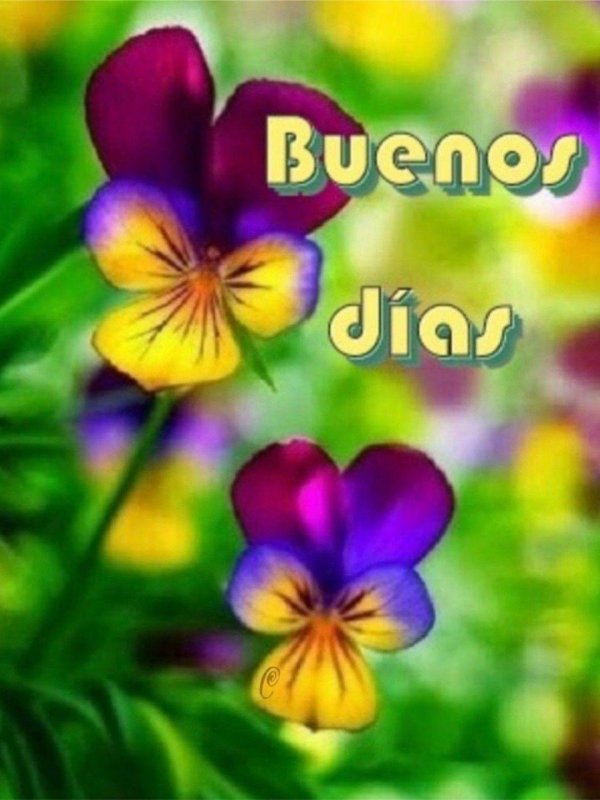 фиалка трехцветная