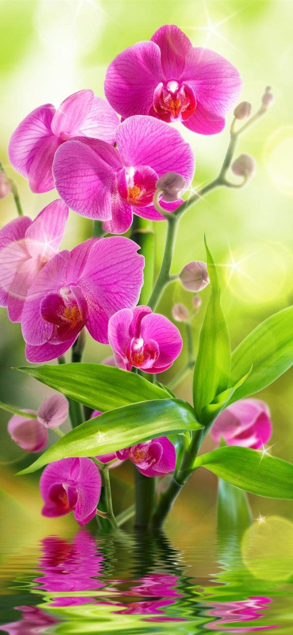 дивино орхидеи