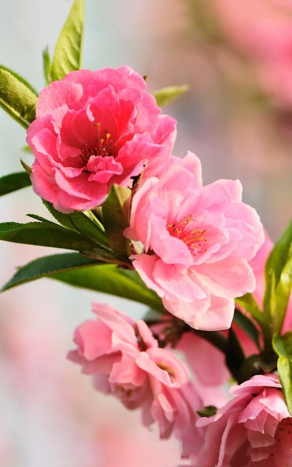 миндаль луизеания цветение