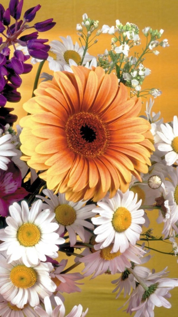 ромашки герберы