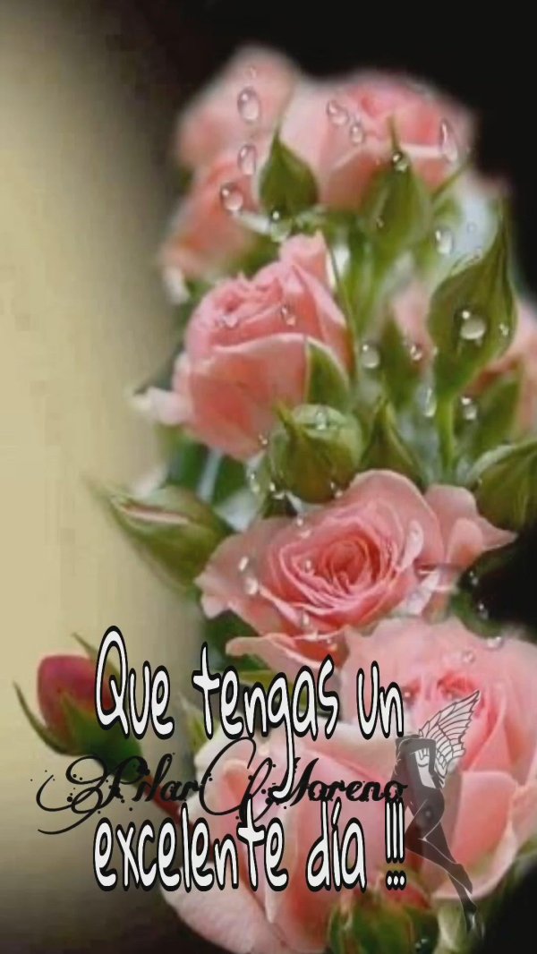 роза розовая