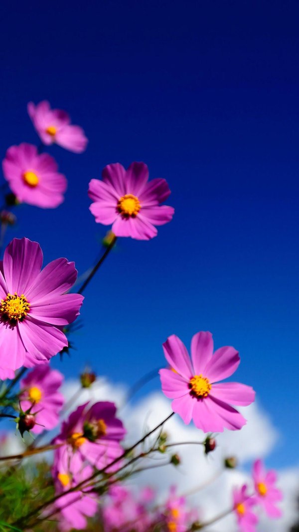 космея луговая