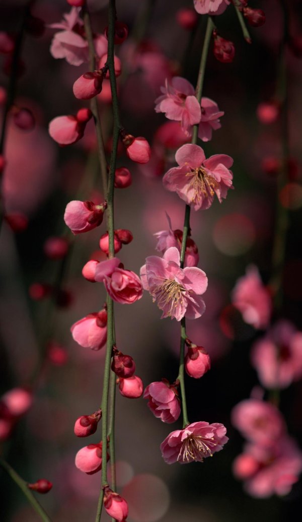 цветы красивая