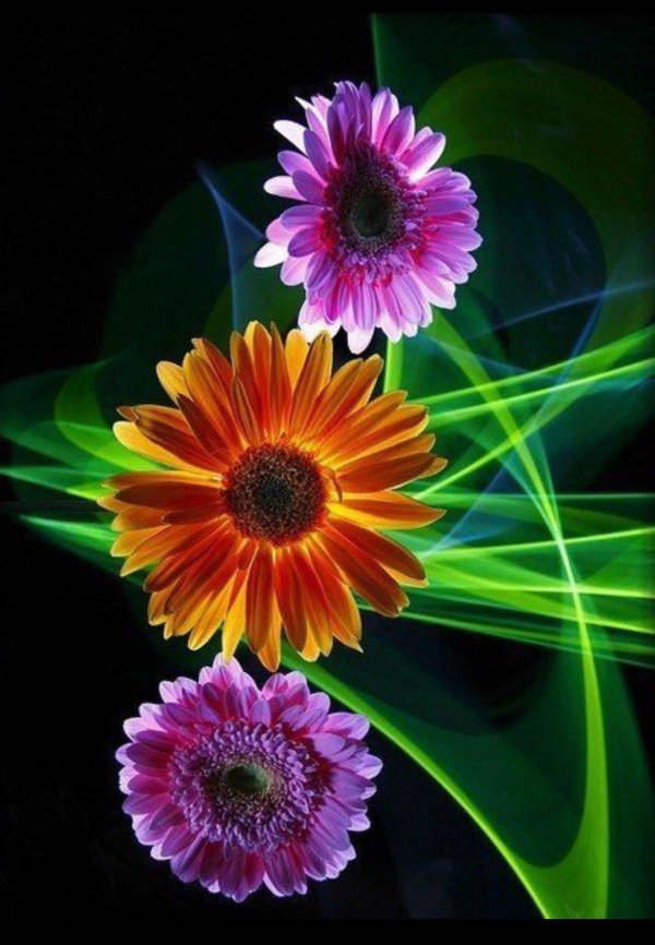 яркие герберы