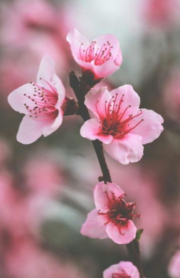 цветение персикового дерева