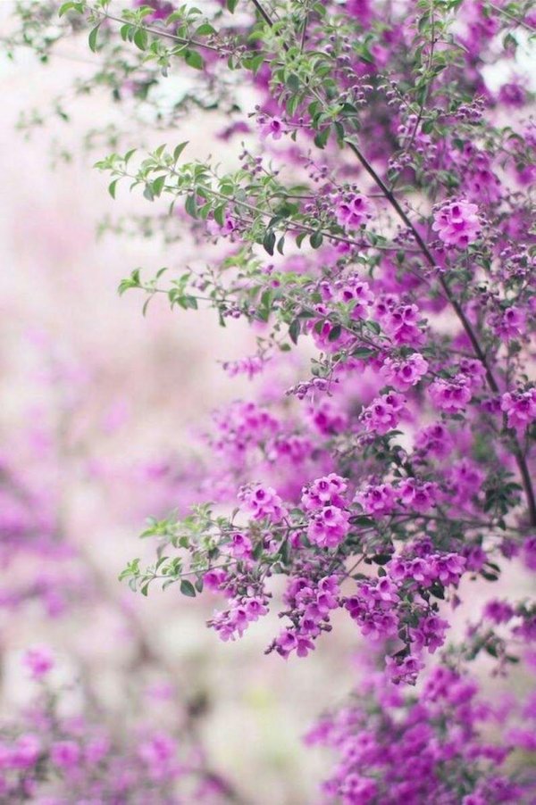 сиреневые цветочки