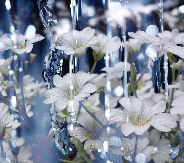 ясколка биберштейна