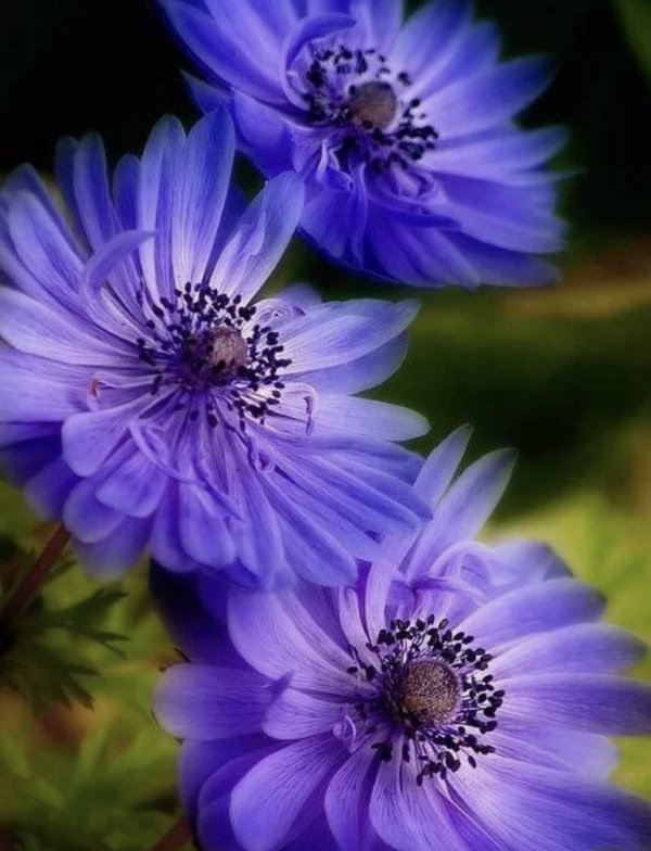 анемона махровая блу